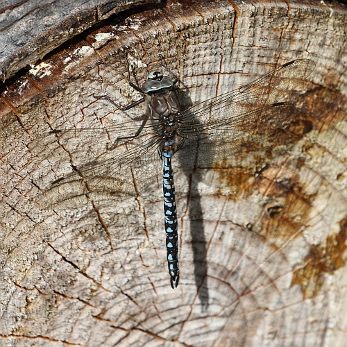 Aeshna caerulea (Azure Hawker) male 1.JPG